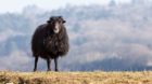 Portrait of a black domestic sheep Ouessant,which is the smallest sheep in the world, adapted to live in windy areas.