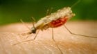 This close-up photograph shows the Anopheles minimus mosquito, a malaria vector of the Orient, feeding on a human host. An. M