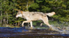 AXYERM Gray wolf (Canis lupus) running through water, in captivity, Minnesota Wildlife Connection, Sandstone, Minnesota, USA