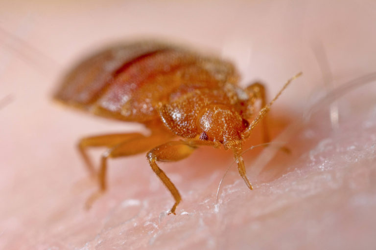 Sie nerven sich über aufdringliche Wespen? Halten Sie sich fest: Hier