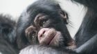 Im Zoo Basel ist der Schimpansenjunge Obaye geboren.